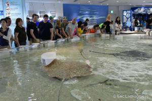 Aquarium Osaka