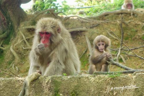 monkey park iwatayama kyoto- DSC2027