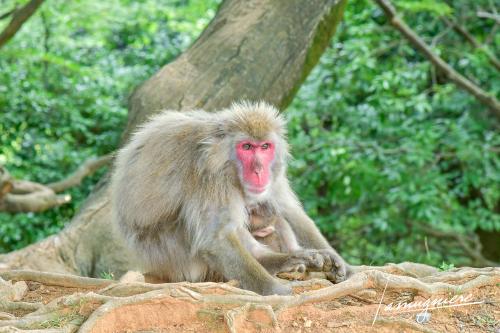 monkey park iwatayama kyoto- ELA1138